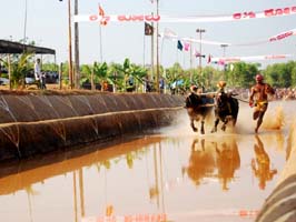Buffalo Race - Mangalore