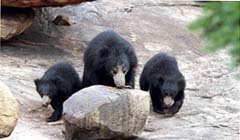 Daroji Bear Sanctuary - Hampi